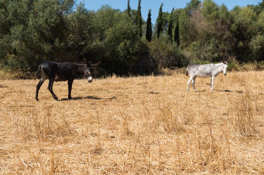 Agroturismo Can Feliu Porreras Exterior foto